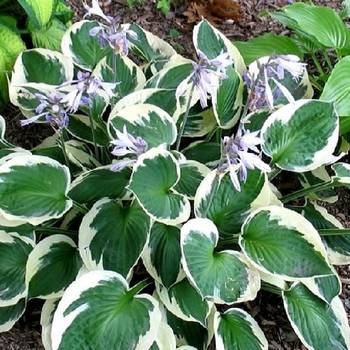 Хоста Hosta ‘Karin’